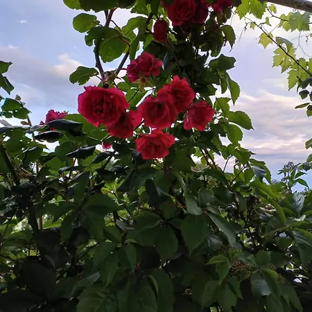 Kuca Za Odmor Silvano Villa Dicmo