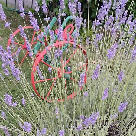 Villa Kuca Za Odmor Silvano Dicmo